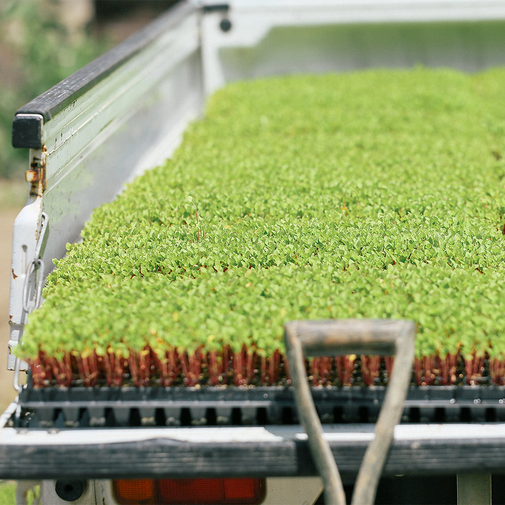生産背景:広島県「本藍染め」Vol.2